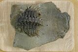 Enrolled Spiny Drotops Armatus Trilobite - Morocco #355818-3